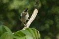 Hybrid Titmouse 2015-04-25_1